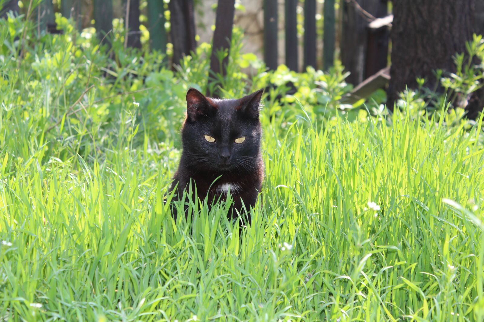 Canon EOS 600D (Rebel EOS T3i / EOS Kiss X5) sample photo. Cat, grass, spring photography