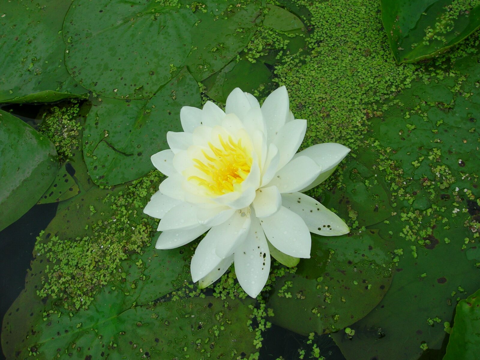 Nikon E5600 sample photo. Lily pad, flower, pond photography