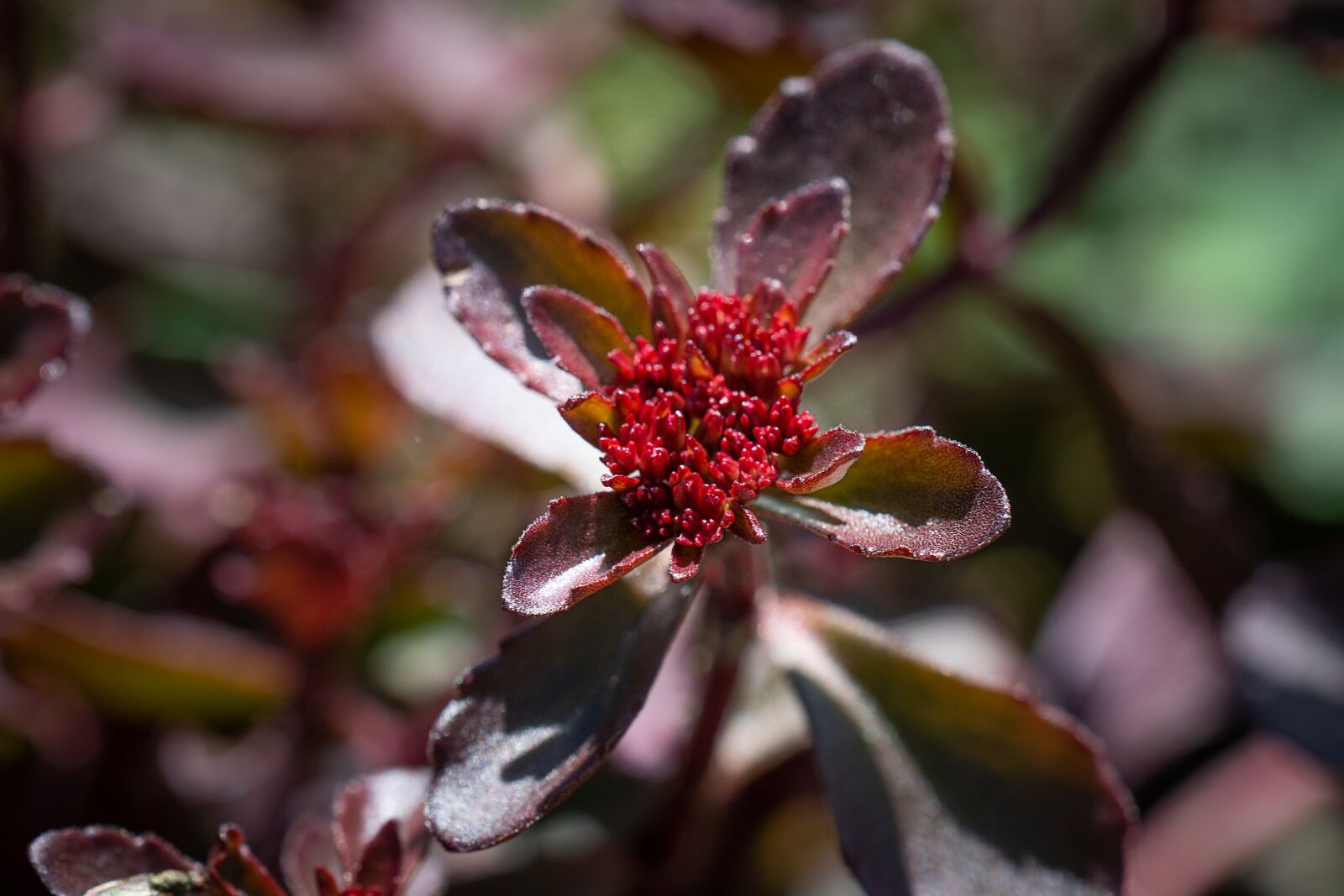 Nikon D7100 sample photo. Plant, garden, nature photography