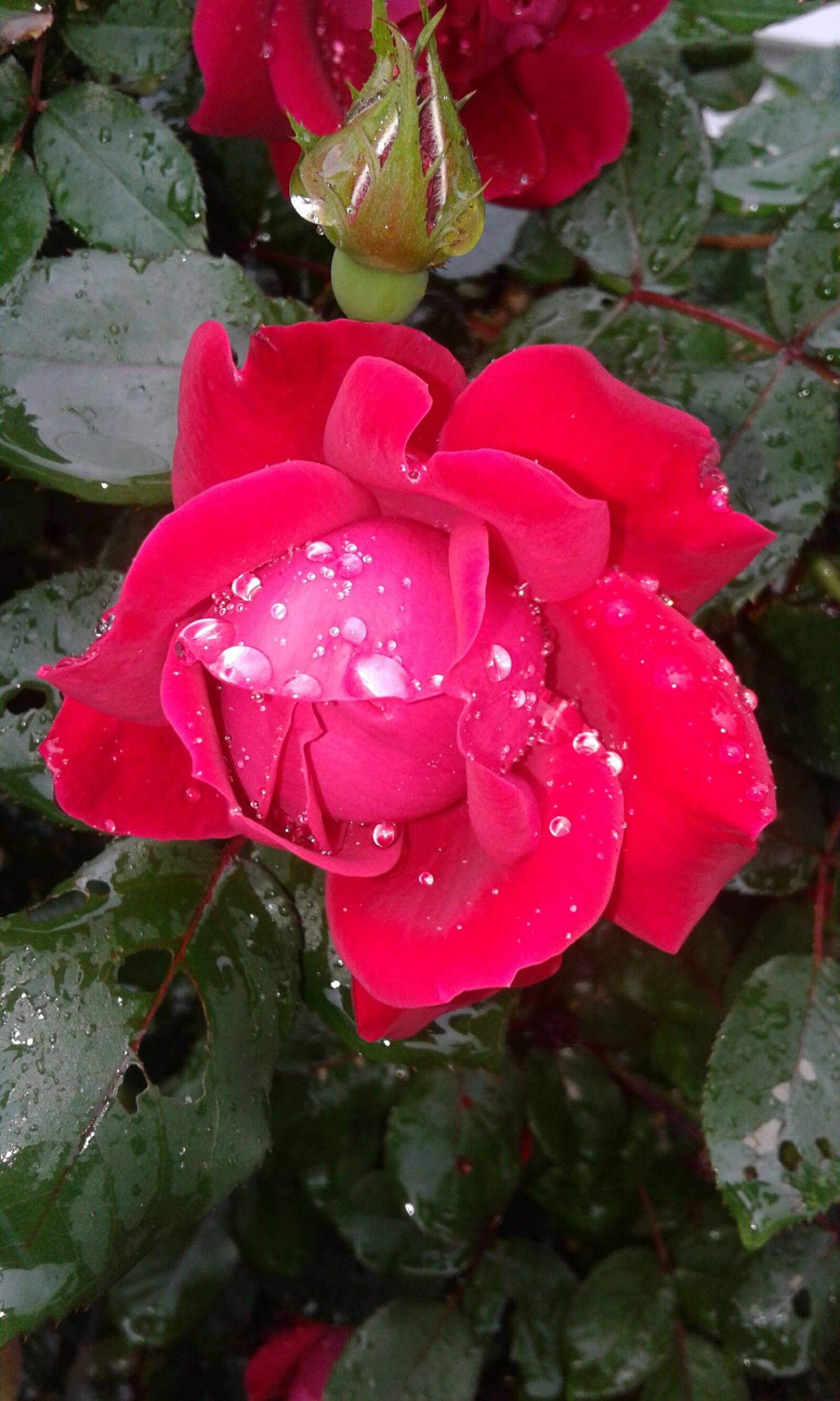 Samsung Galaxy J1 sample photo. Beautiful, flowers, raindrops, red photography