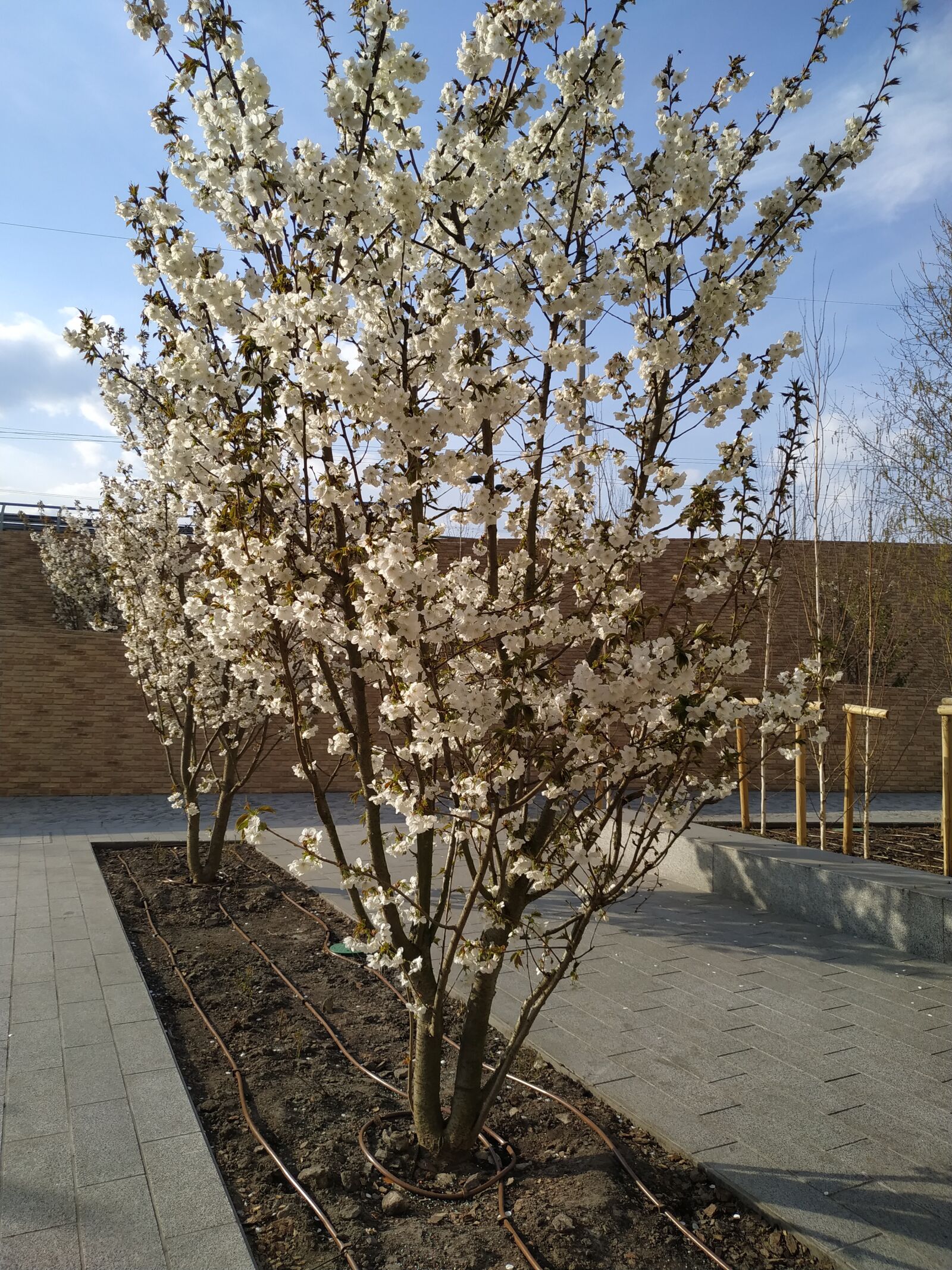 Xiaomi MI 8 Lite sample photo. Tree, bloom, cherry photography