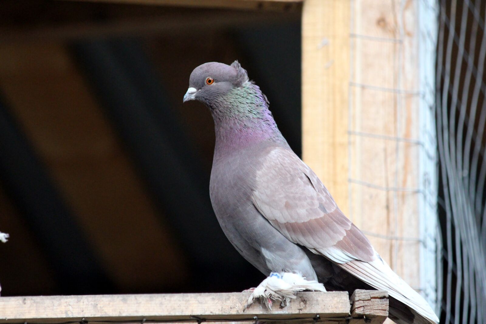 Canon EF 70-300mm F4-5.6 IS USM sample photo. Dove, domestic pigeon, bird photography