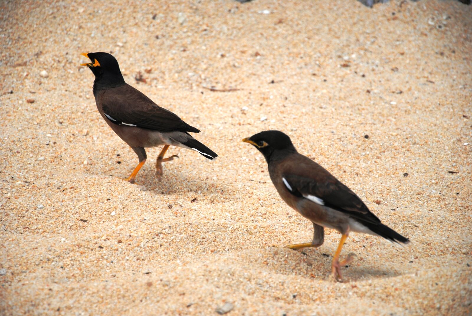 Nikon D3000 sample photo. Birds, beach, sand photography