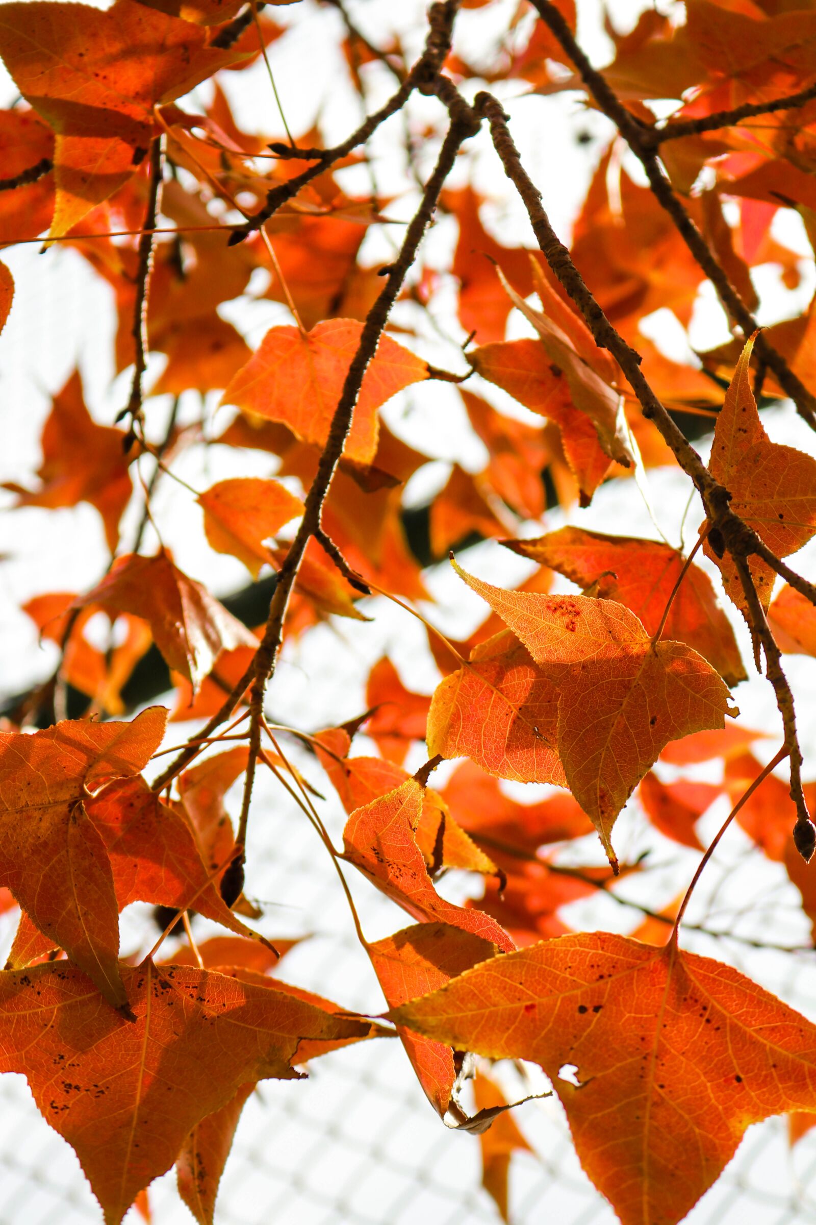 Canon EOS 80D sample photo. Autumn, leaf, tree photography
