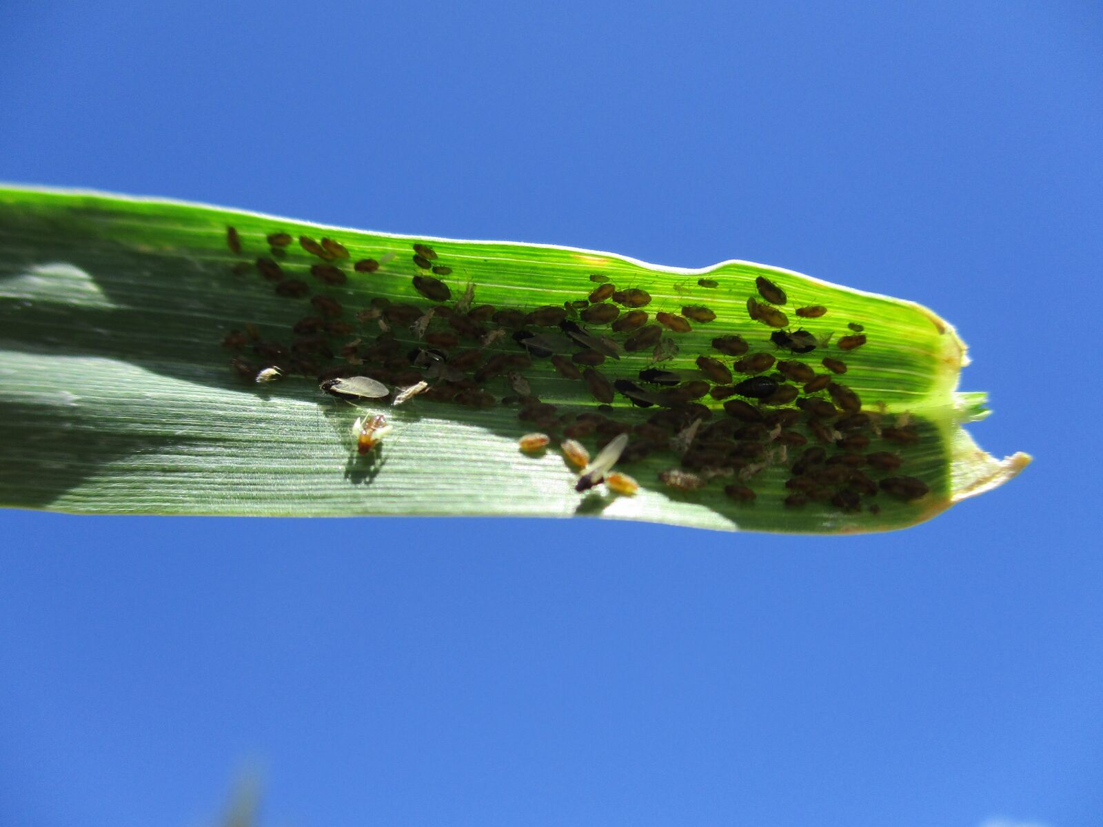 Canon PowerShot ELPH 180 (IXUS 175 / IXY 180) sample photo. Aphids, pest, bug photography