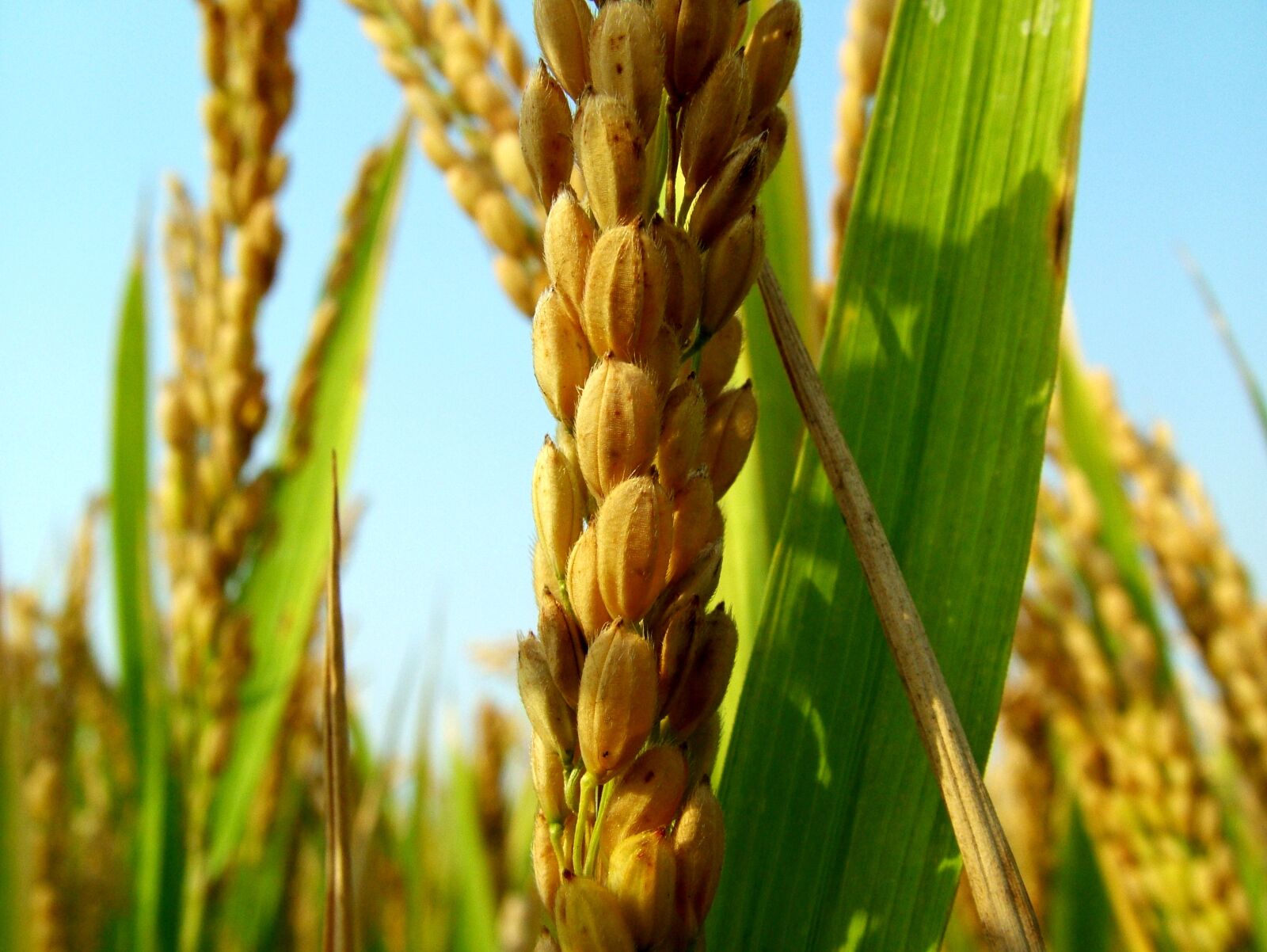 Fujifilm FinePix S7000 sample photo. Receipt, rice, harvest photography