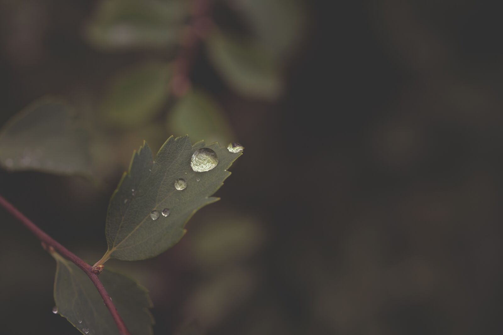 Canon EF 100mm F2.8L Macro IS USM sample photo. Nature, leaf, rain photography