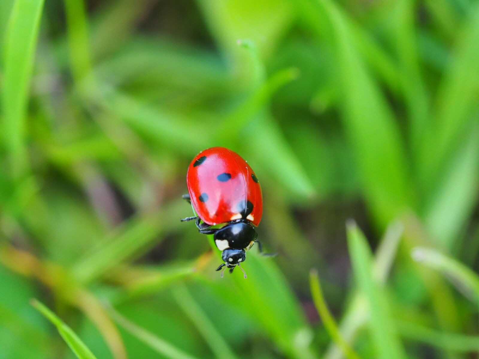 Olympus OM-D E-M10 III sample photo. Ladybug, beetle, insect photography