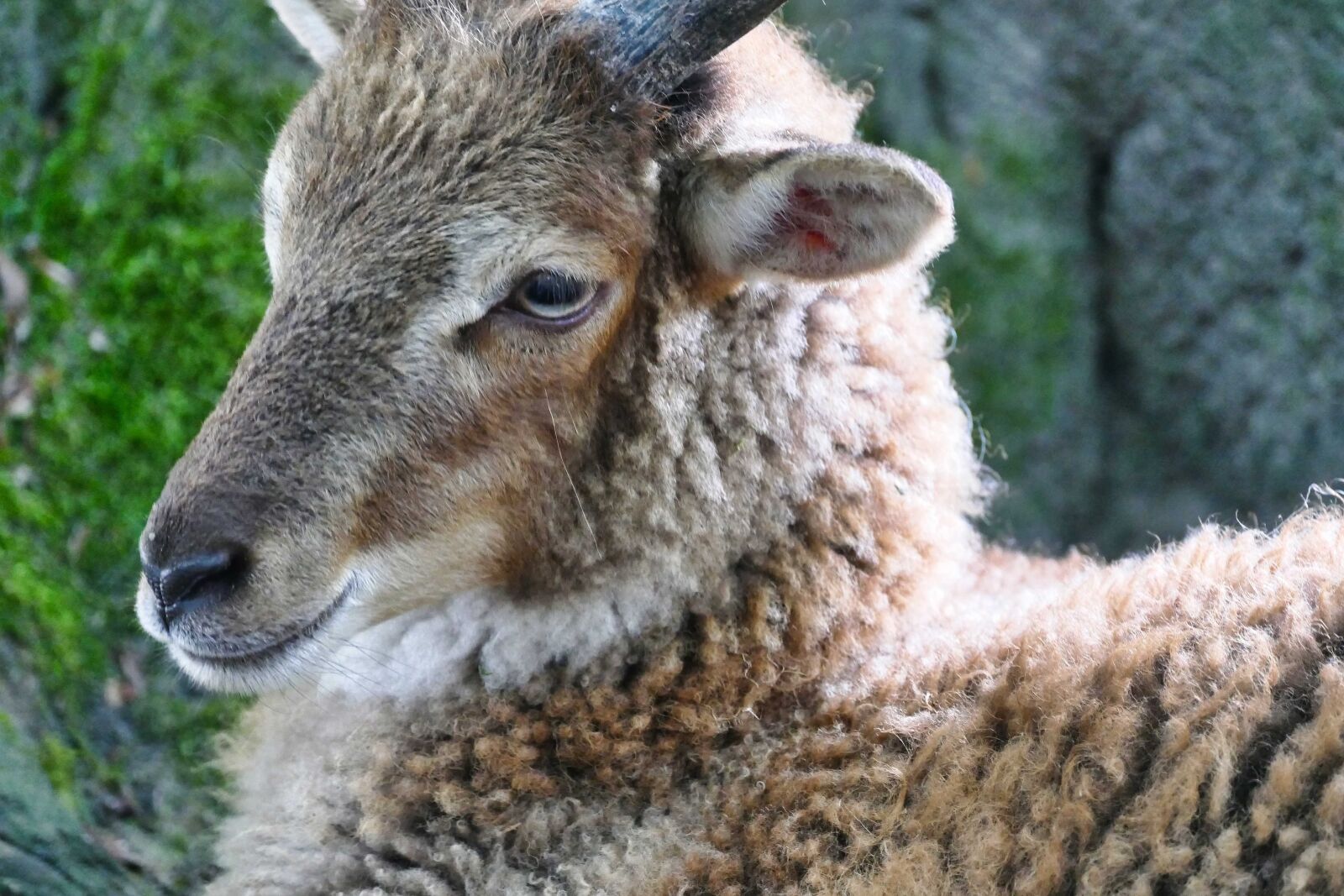 Panasonic Lumix DMC-FZ1000 sample photo. Sheep, animal, wool photography