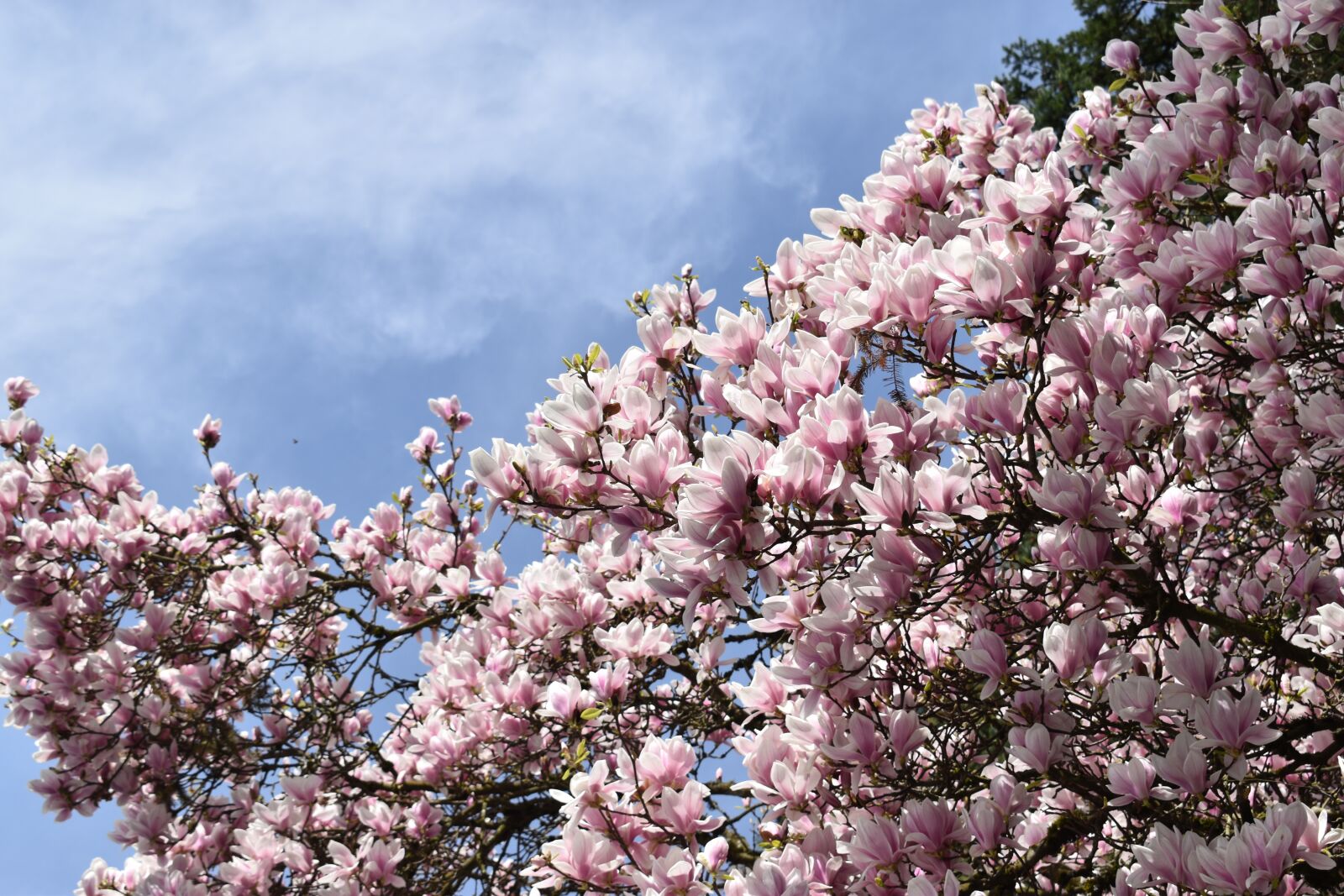 Nikon D3500 sample photo. Sky, flowers, tree photography