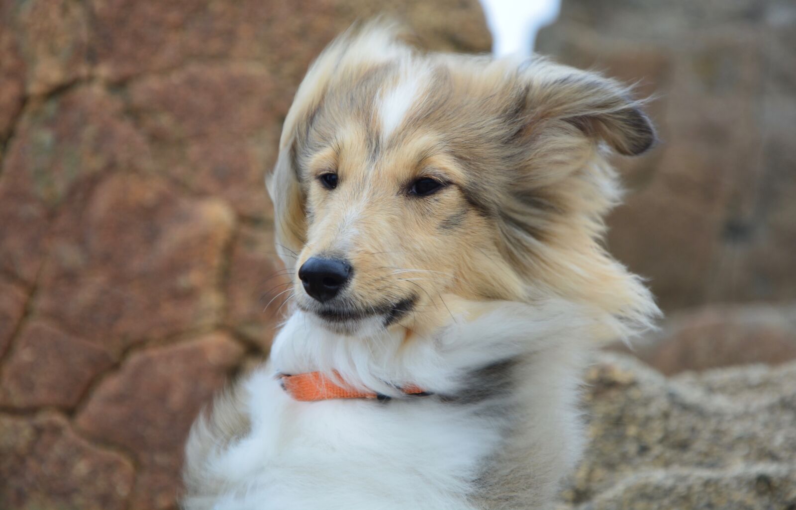 Nikon D5200 sample photo. Dog, pup, shetland sheepdog photography