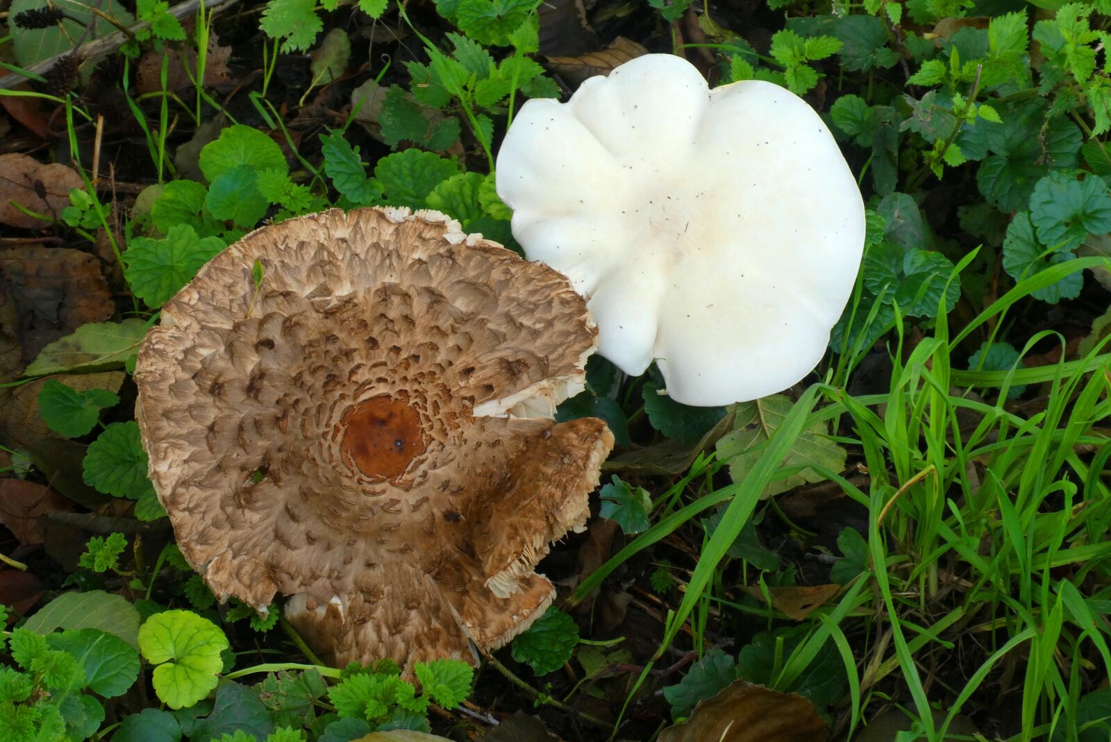 Panasonic Lumix DC-ZS70 (Lumix DC-TZ90) sample photo. Mushroom, tracks, sporendrager photography