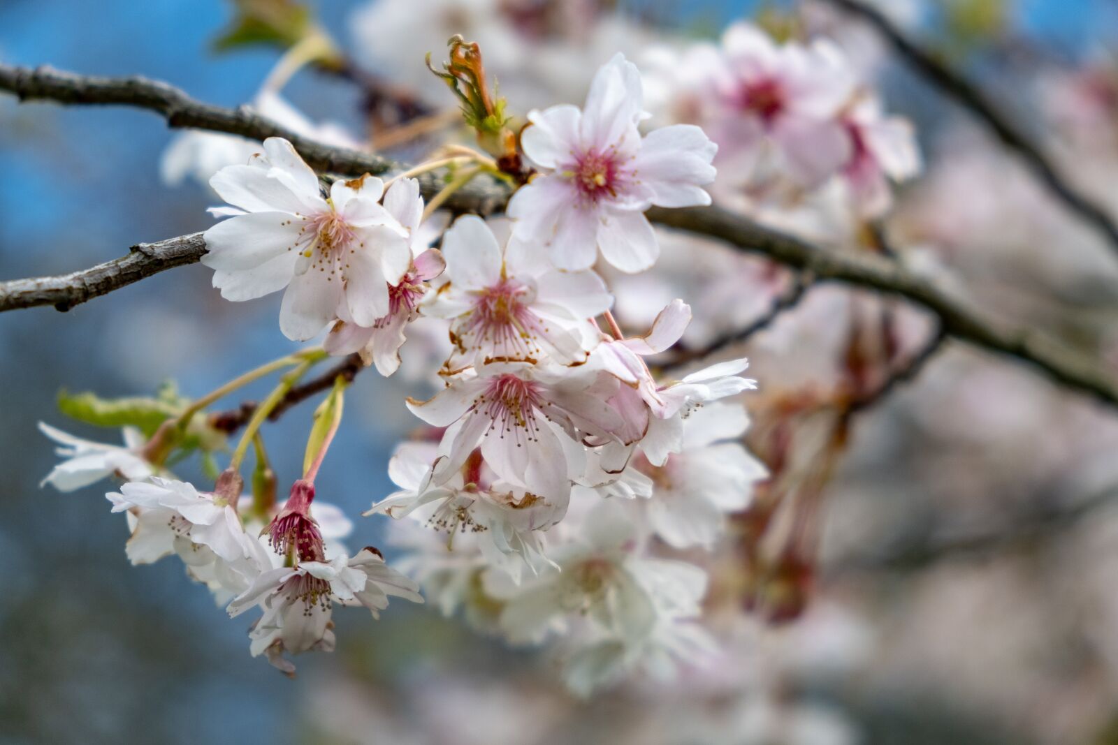 Fujifilm X-T3 sample photo. Scotland, bloom, flower photography