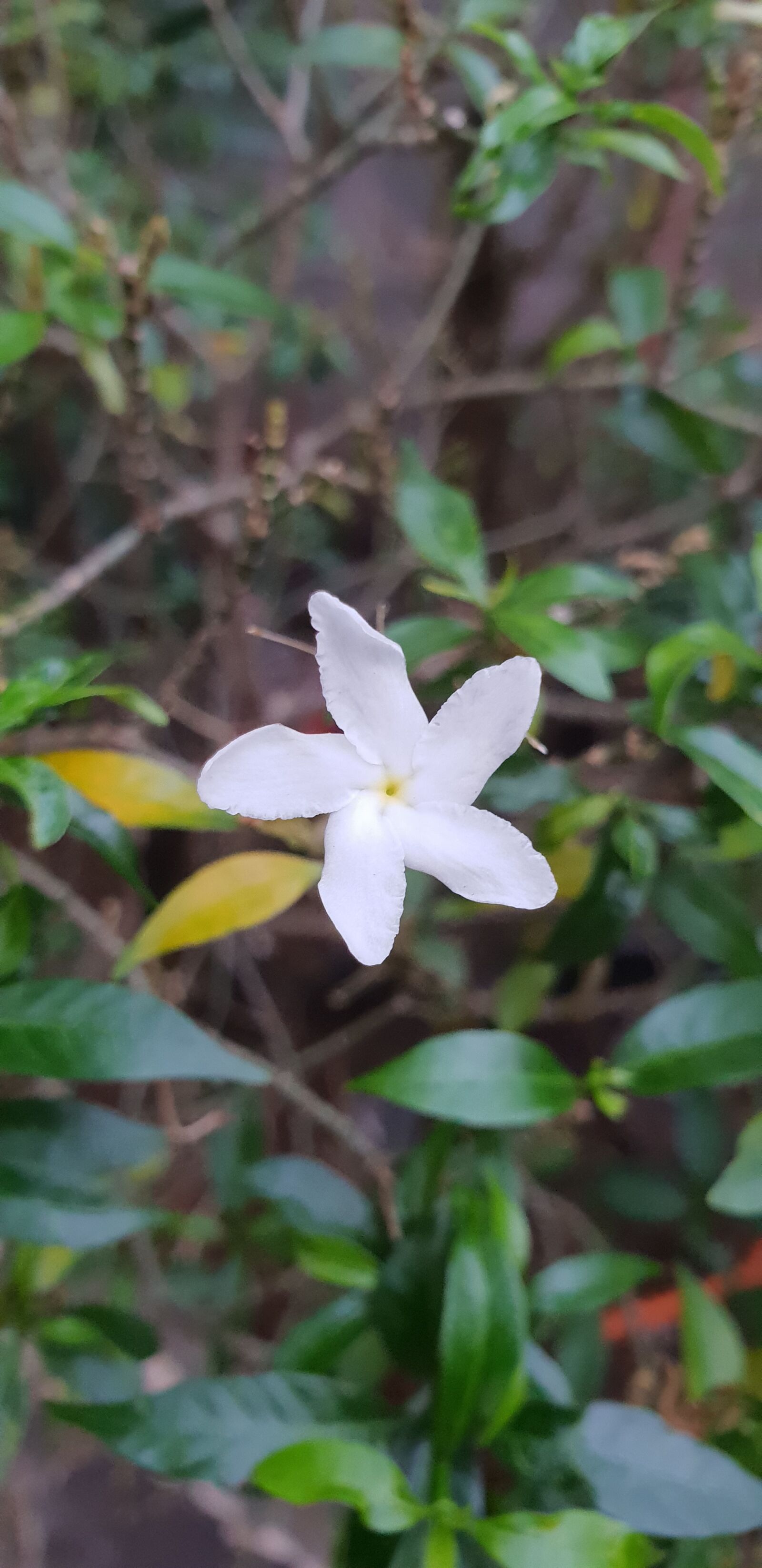 Samsung Galaxy S9+ sample photo. White, cute, flowers photography