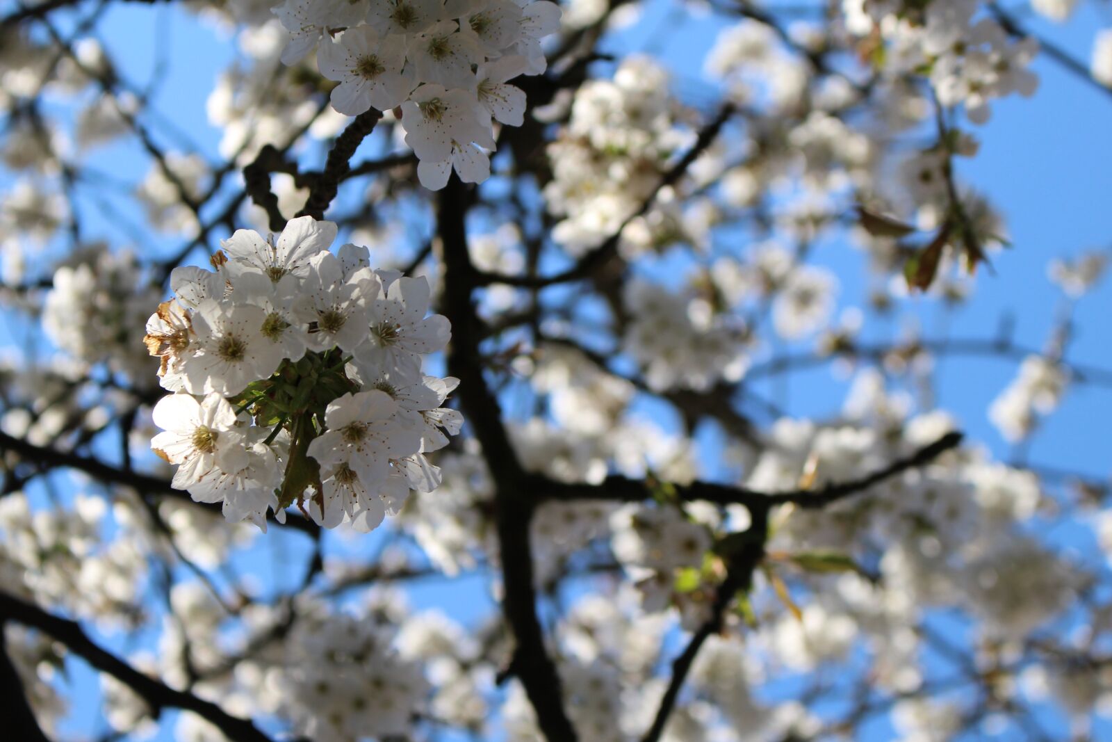 Canon EOS 100D (EOS Rebel SL1 / EOS Kiss X7) sample photo. Cherry blossom, tree, cherry photography