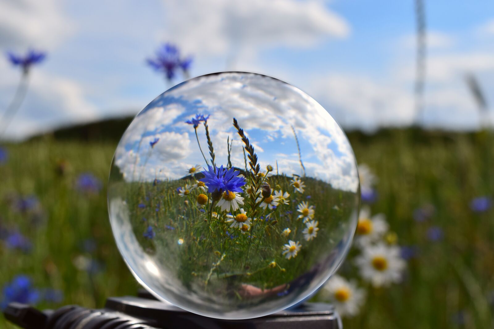 Nikon D3300 sample photo. Ball, field, cornflowers photography