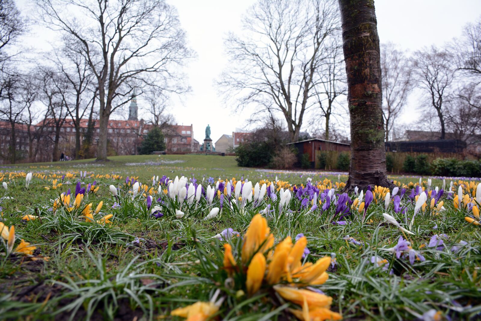 Nikon D7100 sample photo. Park, flowers, spring photography