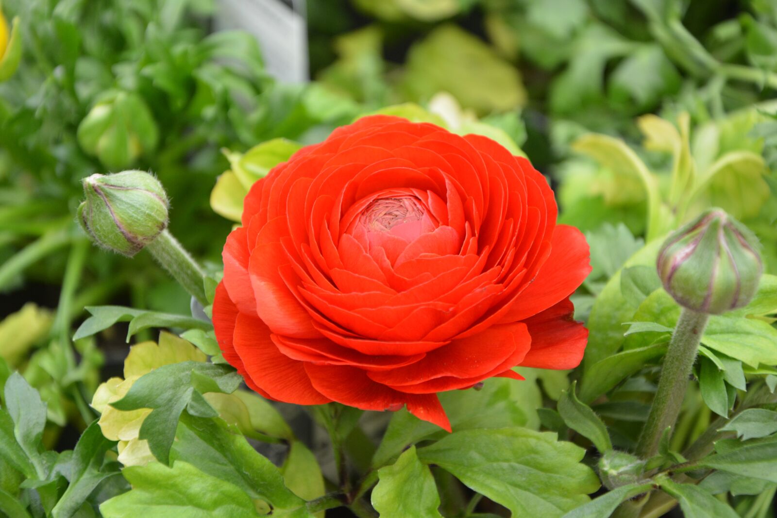 Nikon D5200 sample photo. Flower plant, buttercup, flower photography