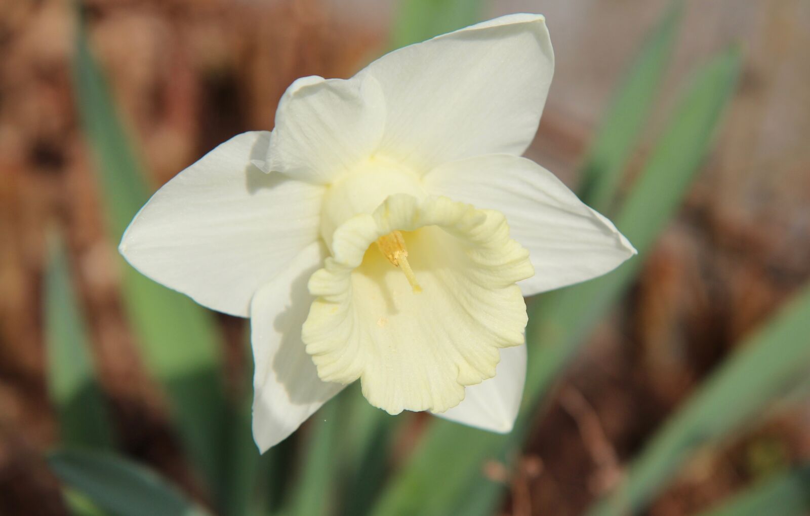 Canon EOS 600D (Rebel EOS T3i / EOS Kiss X5) sample photo. Narcissus white, narcissus, spring photography