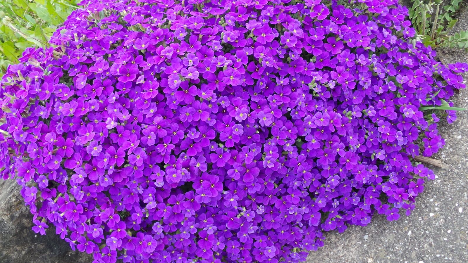 Samsung Galaxy Camera (Wi-Fi) sample photo. Aubretia, blue pillow, violet photography