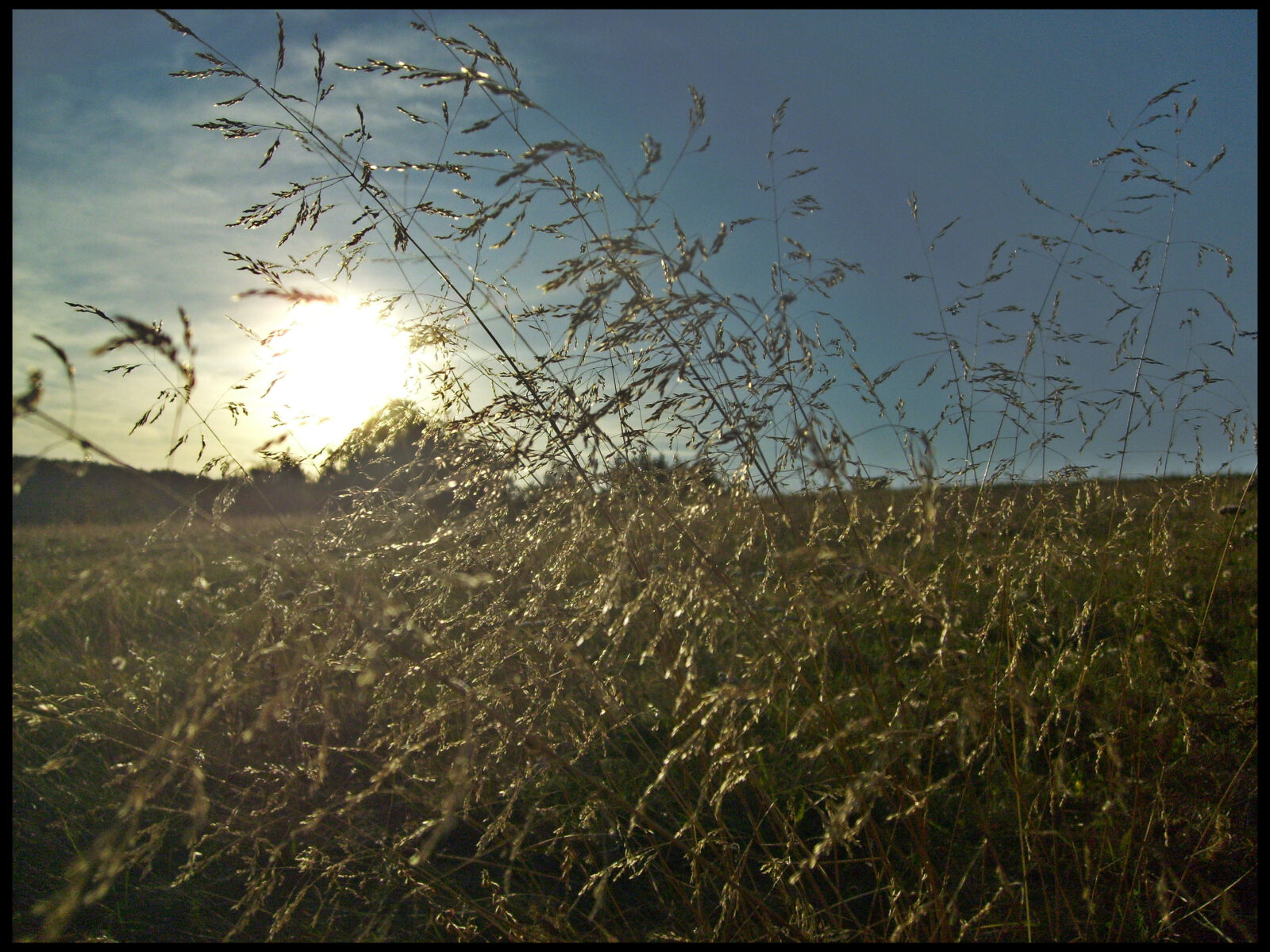 Samsung KENOX S630  / Samsung S630 sample photo. Grass, field, summer, sunset photography