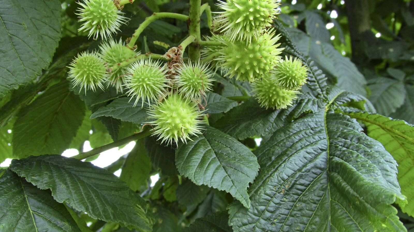 Canon PowerShot SX160 IS sample photo. Chestnuts, nature, plants photography
