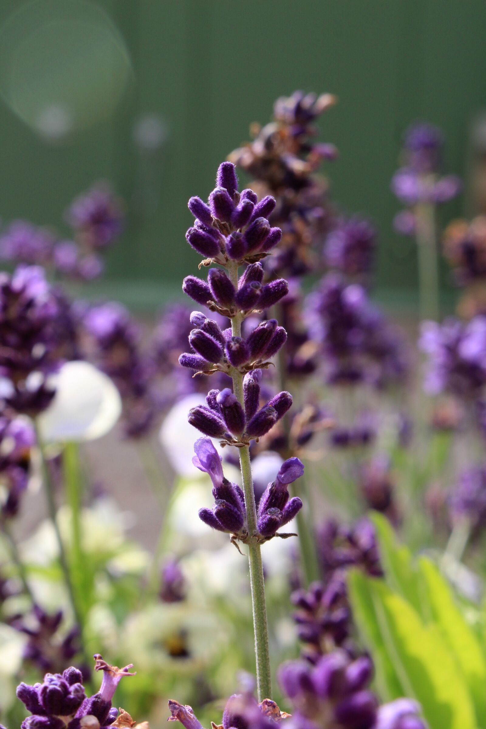 Canon EOS 700D (EOS Rebel T5i / EOS Kiss X7i) sample photo. Lavender flower, violet, aromatherapy photography