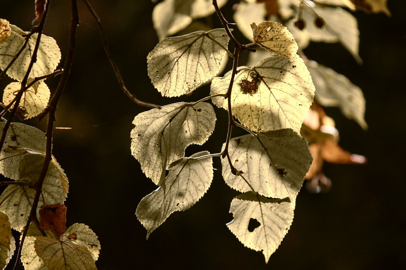Canon EOS 1100D (EOS Rebel T3 / EOS Kiss X50) sample photo. Leaves, fall foliage, baldwin photography