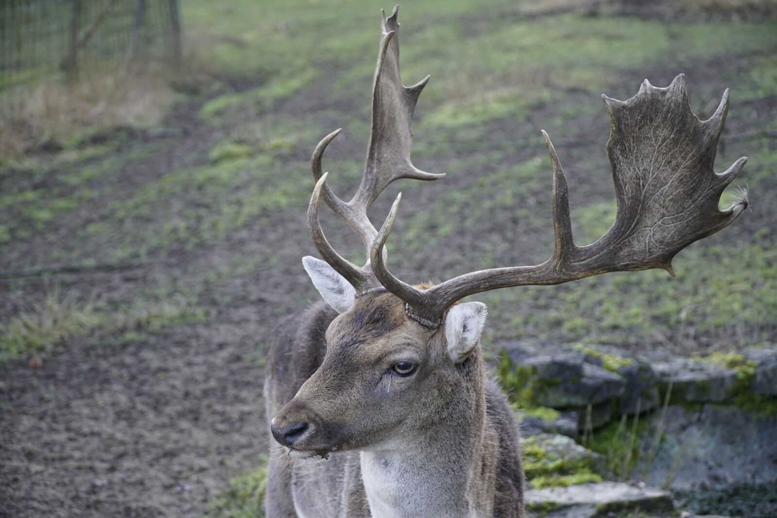 Sony a7R II + Sony E PZ 18-105mm F4 G OSS sample photo. Deer, grey, animal photography