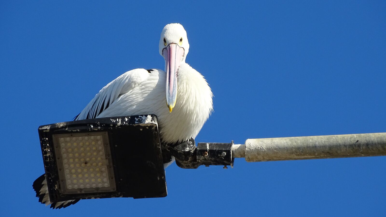 Sony Cyber-shot DSC-HX400V sample photo. Pelican, beak, feathers photography