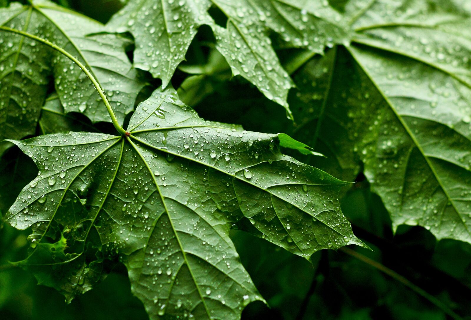 Canon EOS 500D (EOS Rebel T1i / EOS Kiss X3) + Canon EF 50mm F1.8 II sample photo. Leaves, raindrop, branch photography