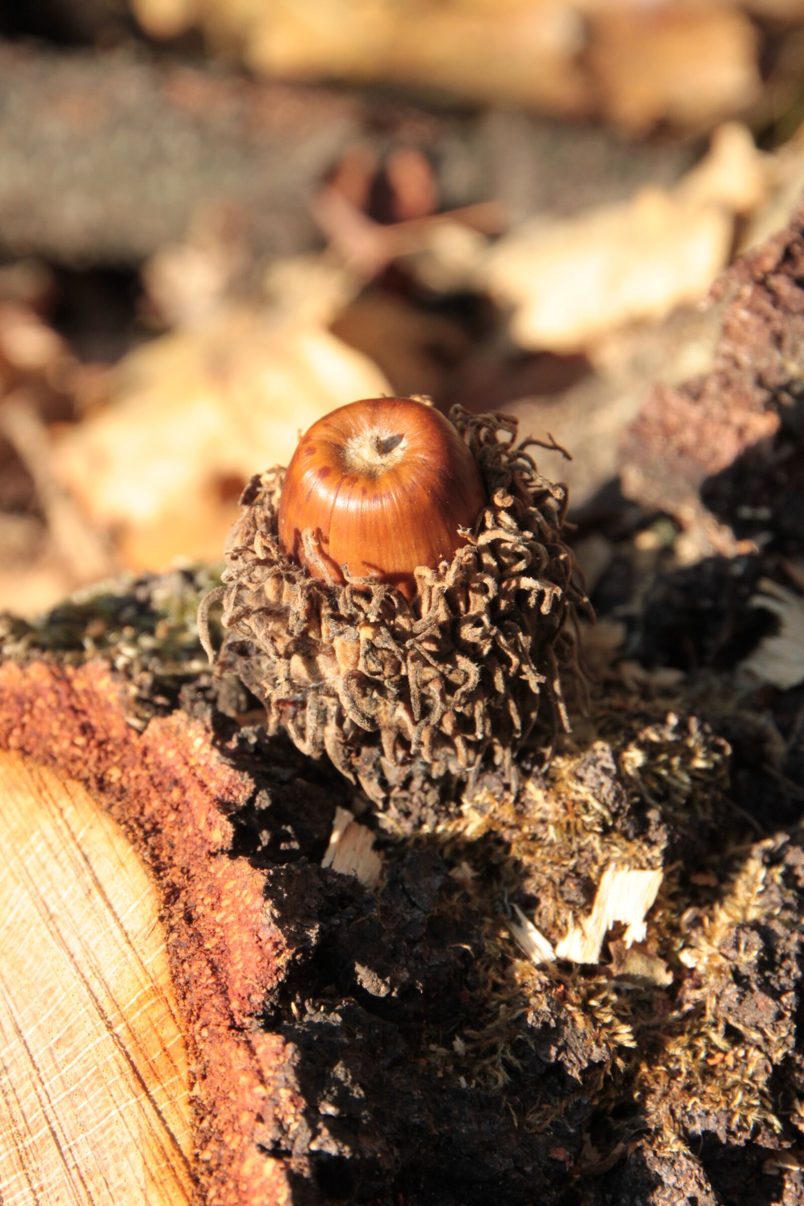 Canon EOS 500D (EOS Rebel T1i / EOS Kiss X3) sample photo. Acorns, fall, nut photography