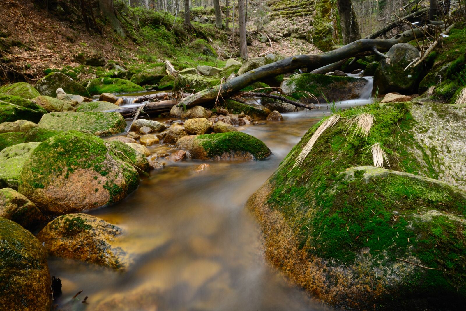 Nikon D80 sample photo. Stream, torrent, forest photography