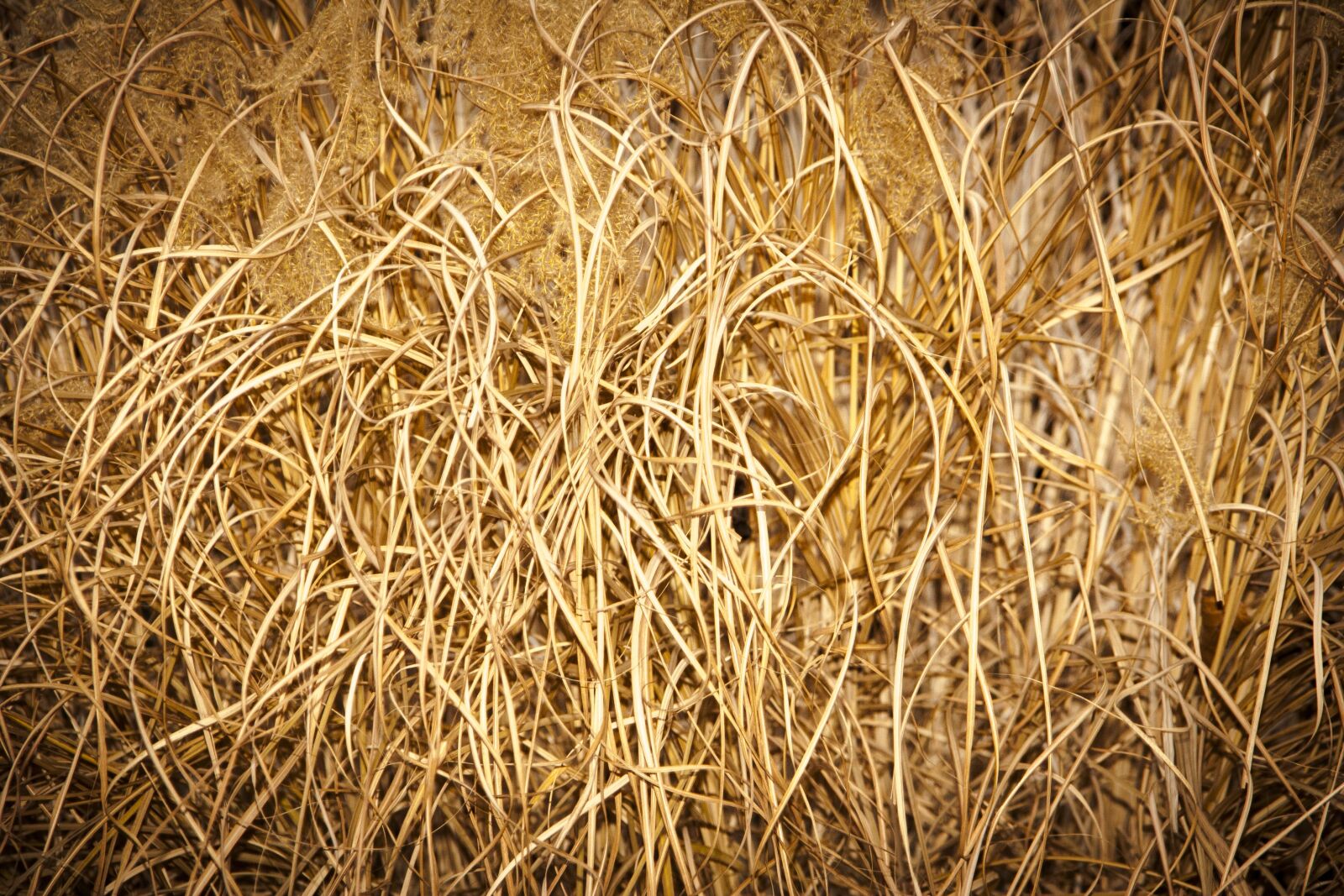Canon EOS 350D (EOS Digital Rebel XT / EOS Kiss Digital N) sample photo. Grass, natural, garden photography