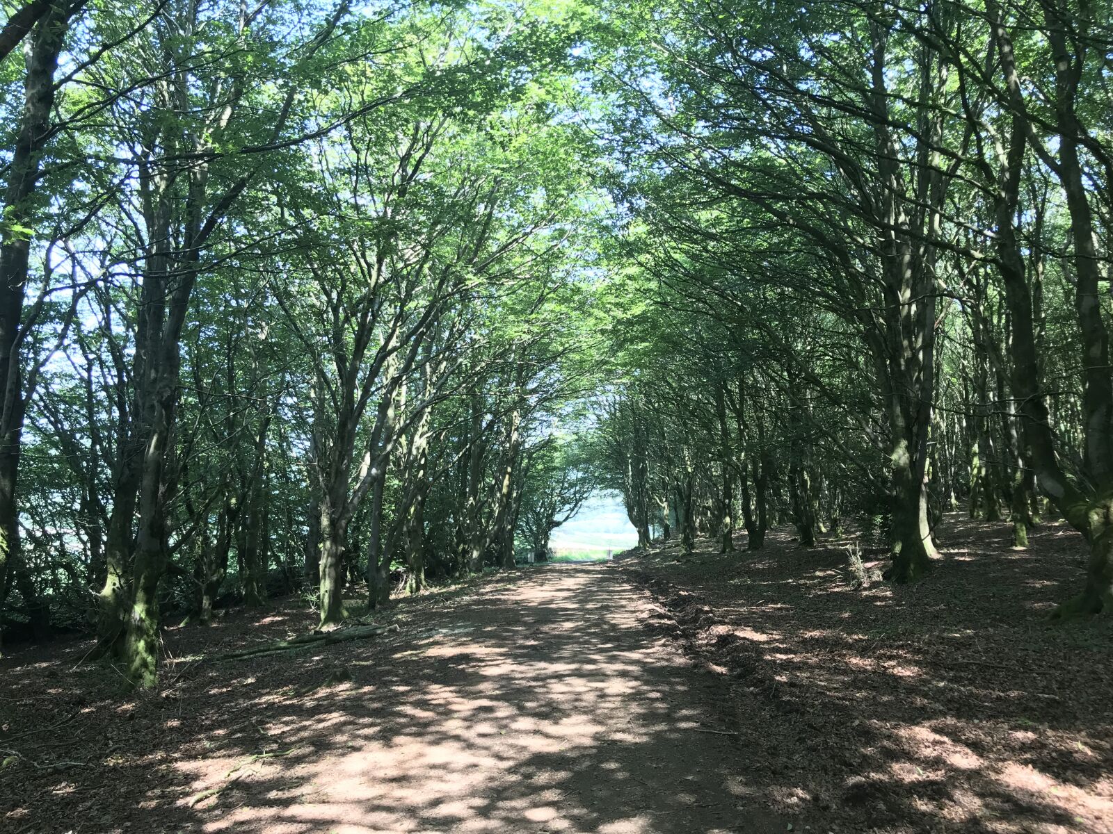 iPhone 7 Plus back dual camera 3.99mm f/1.8 sample photo. Woods, walking, forest photography