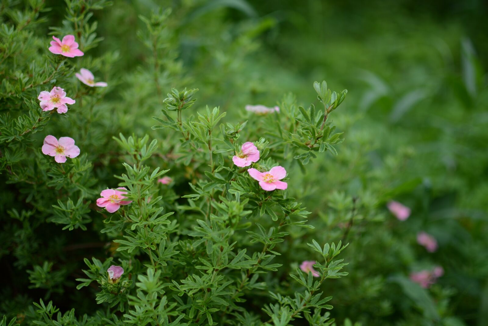 Nikon D7100 sample photo. Flower, nature, summer photography