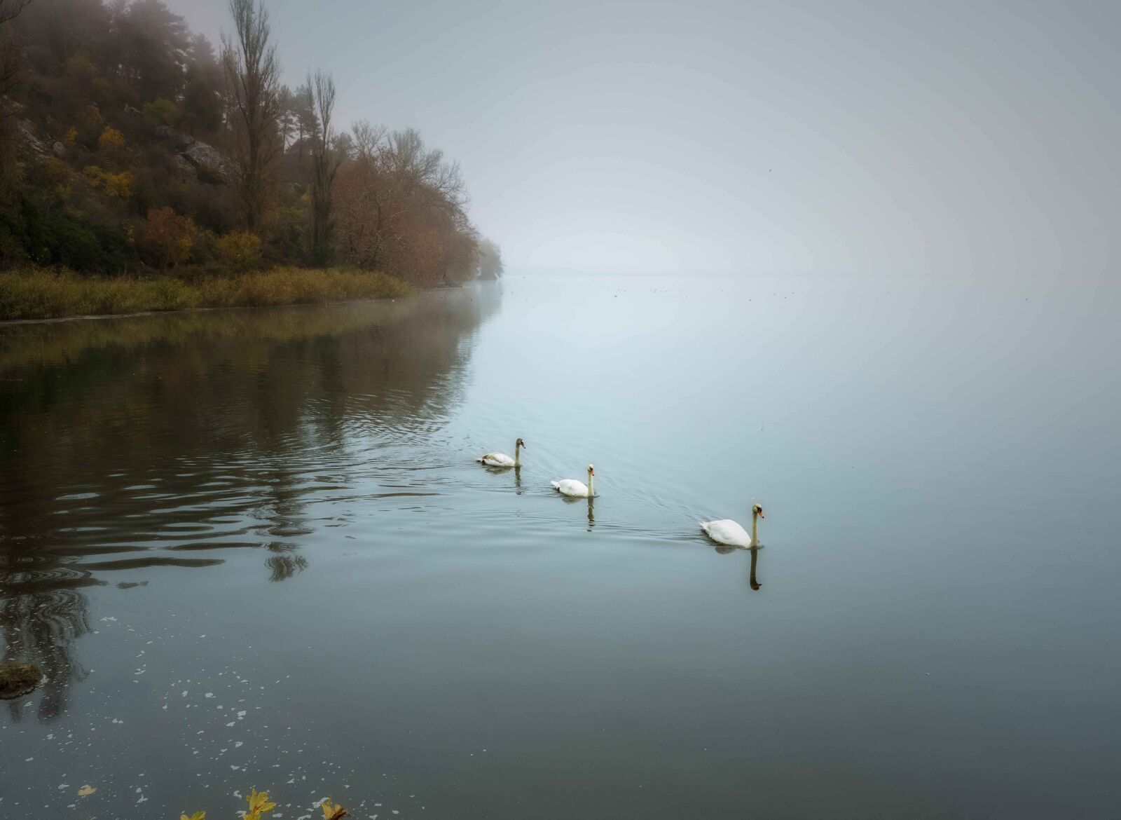 Tamron SP 24-70mm F2.8 Di VC USD sample photo. Swans, lake, fog photography