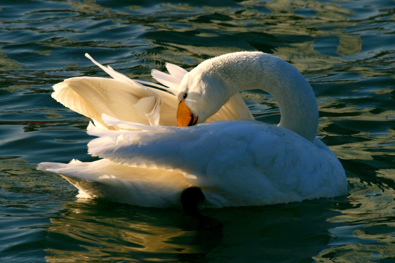 Canon EOS 400D (EOS Digital Rebel XTi / EOS Kiss Digital X) sample photo. Swan, in, bosten photography