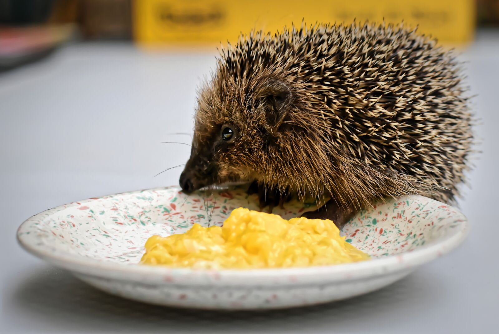 Nikon D7200 sample photo. Hedgehog child, small, 240g photography