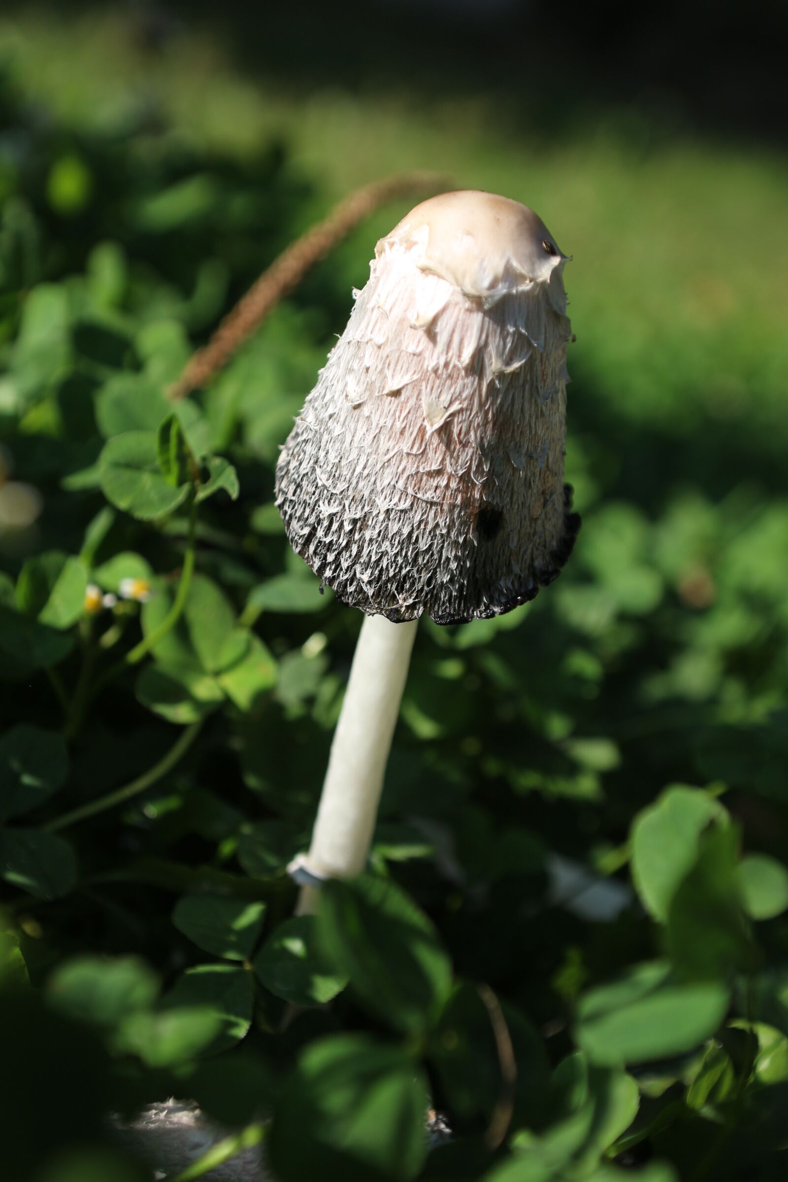 Canon EOS 700D (EOS Rebel T5i / EOS Kiss X7i) sample photo. Mushroom, poison, green photography