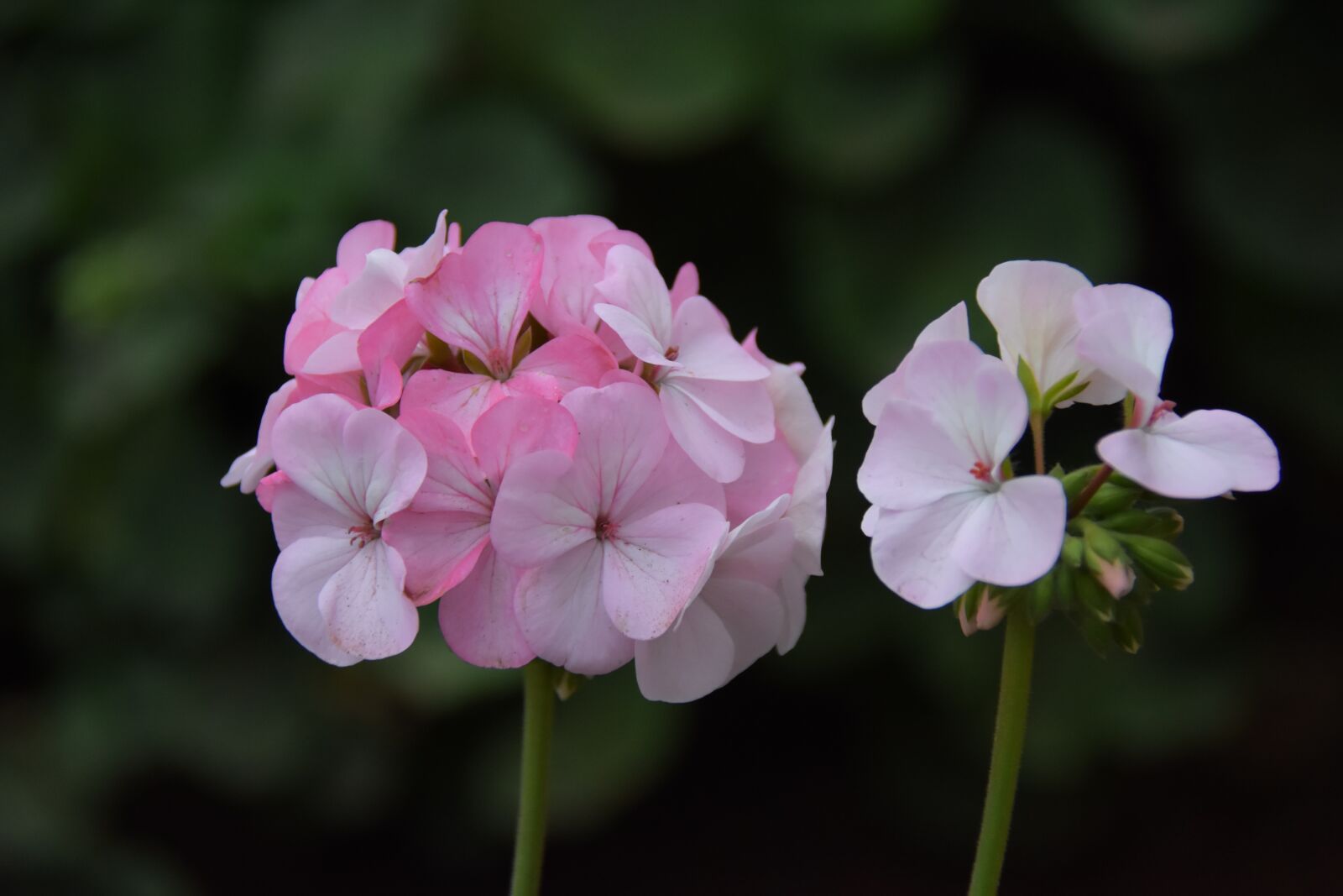 Nikon D7200 sample photo. Geranium discussion, pink, spring photography