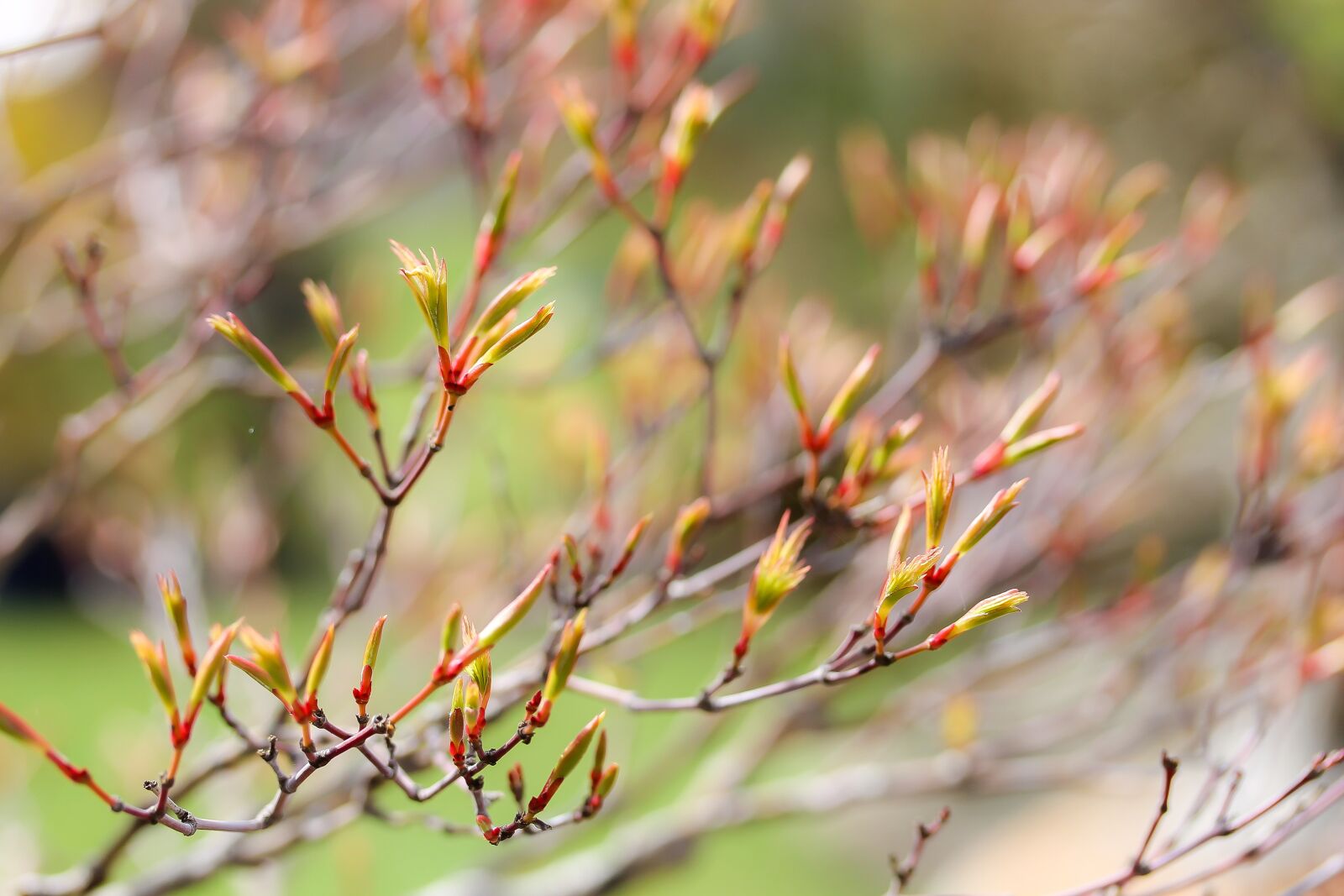 Canon EF-S 60mm F2.8 Macro USM sample photo. Maple branches, budding maple photography