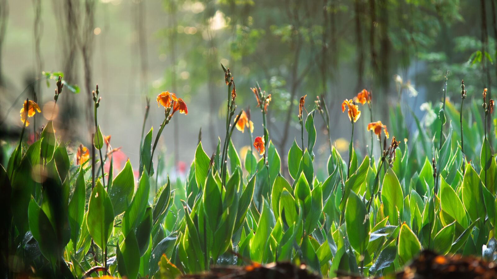 Sony a7 III sample photo. Garden, flowers photography