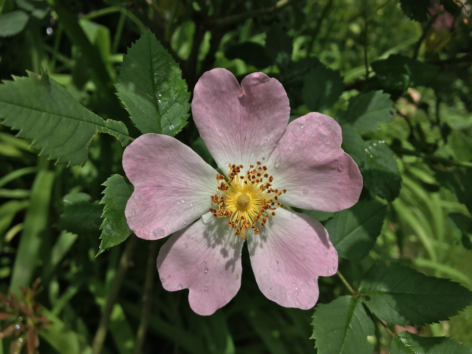 Apple iPad Pro sample photo. Wild rose, blossom, bloom photography