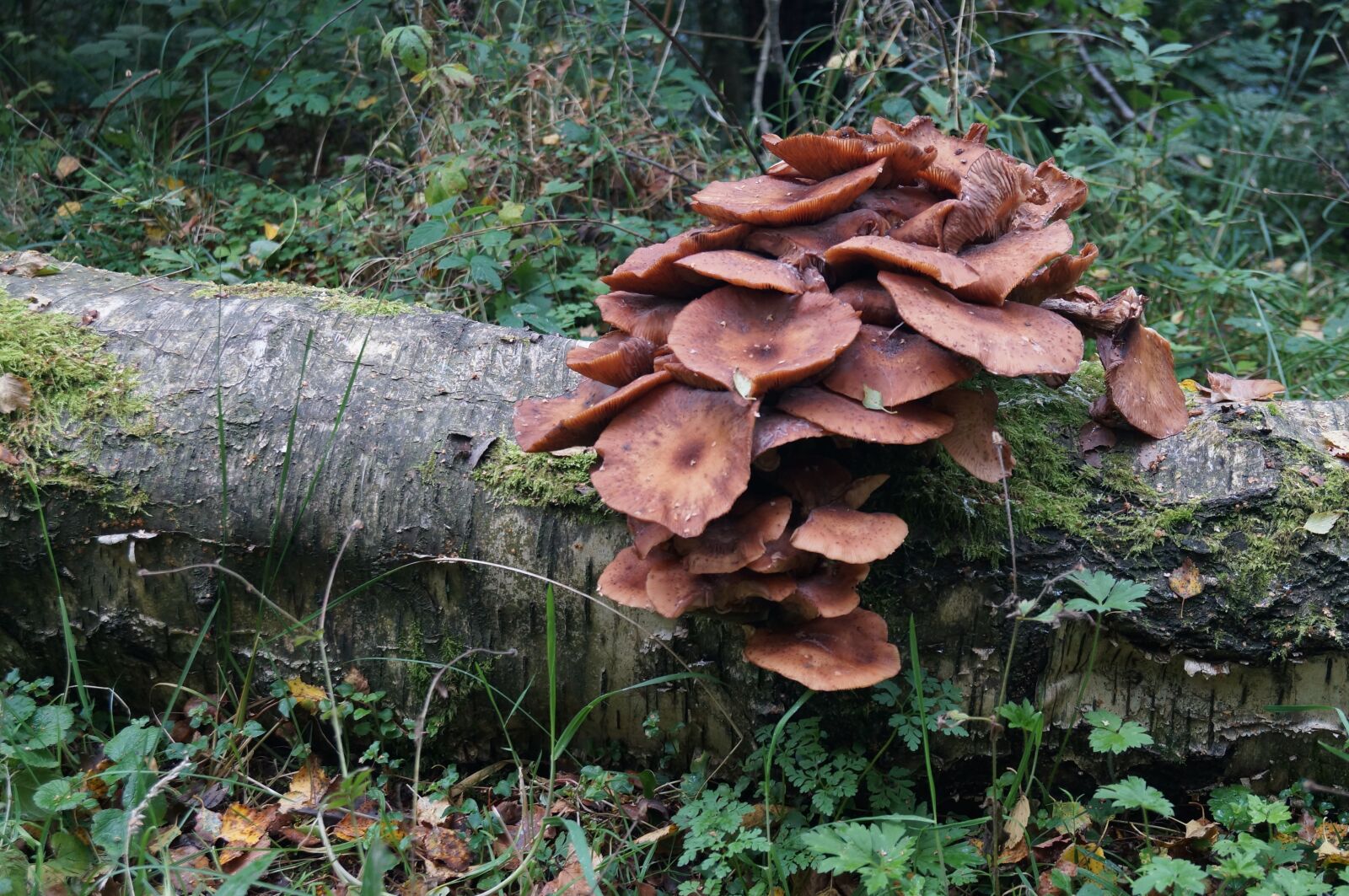 Sony SLT-A57 sample photo. Fungus, log, forest photography