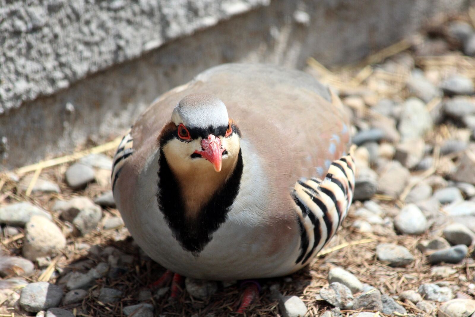 Canon EOS 650D (EOS Rebel T4i / EOS Kiss X6i) sample photo. Partridge, alectoris graeca, bird photography