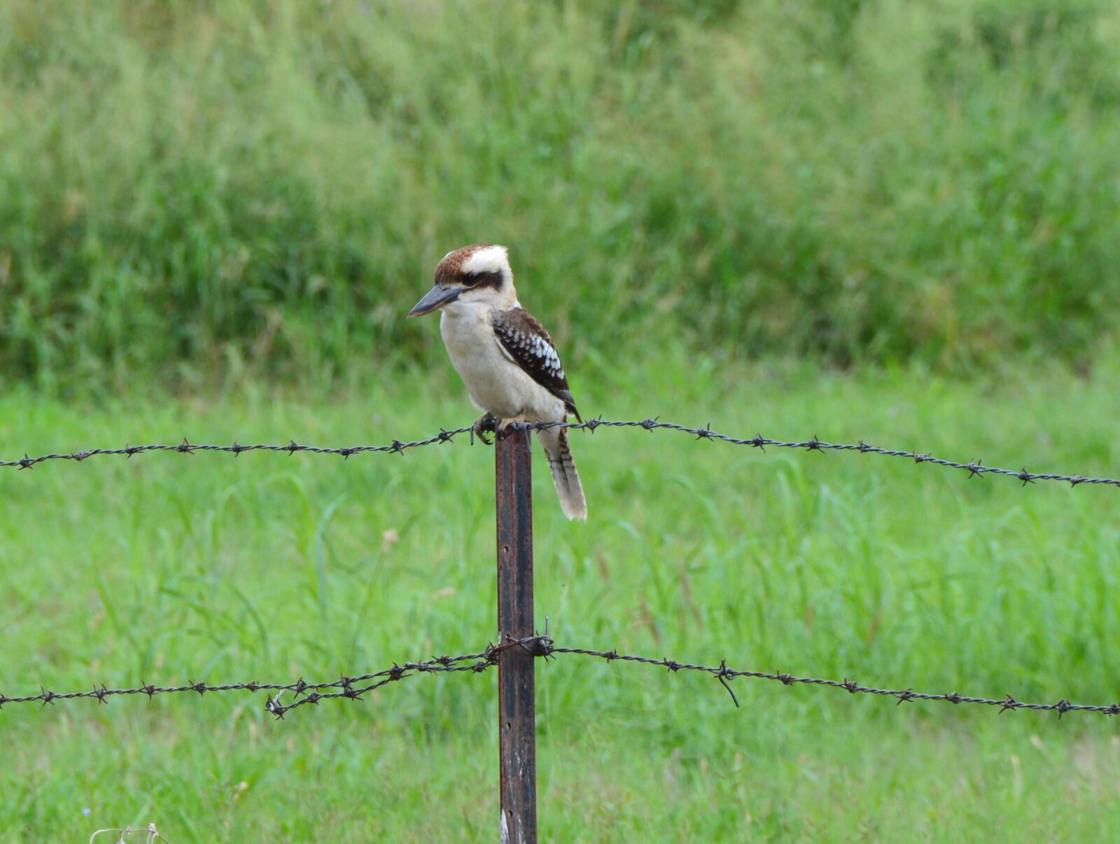 Nikon D3200 sample photo. Kookaburra, patience, sitting photography