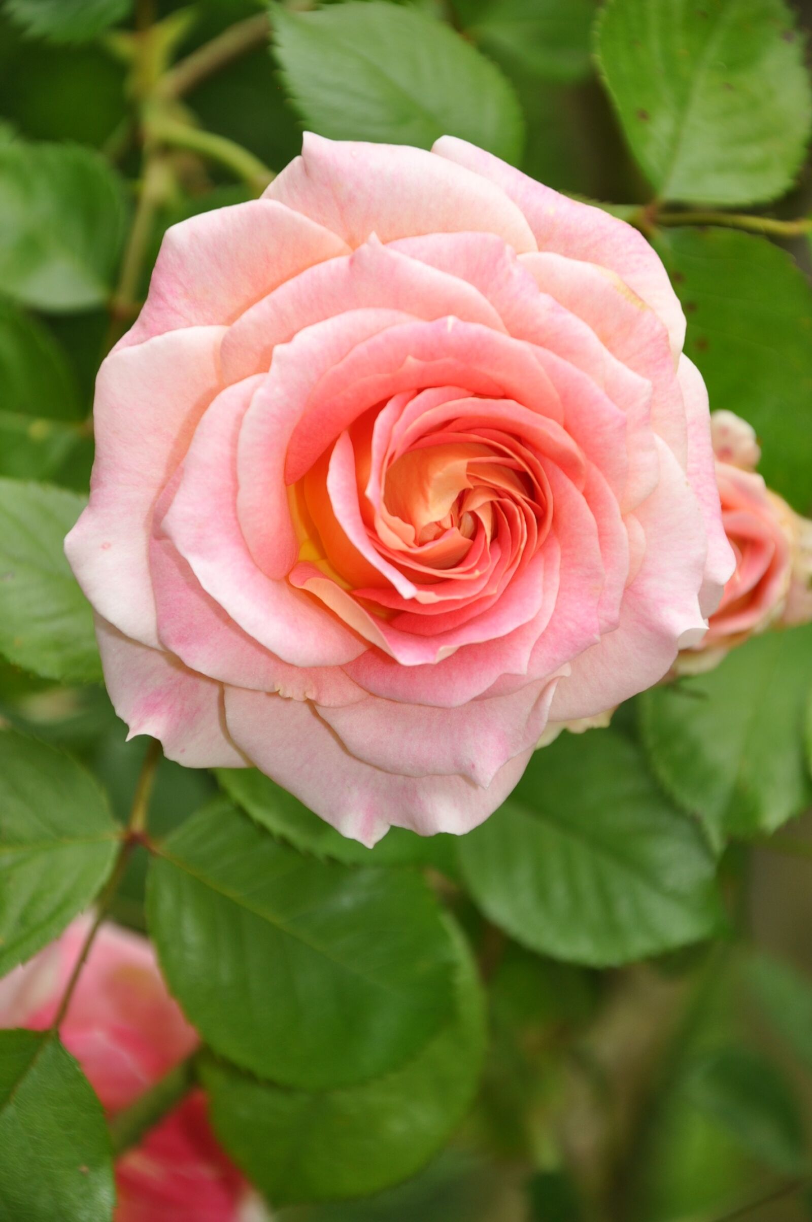 Nikon D90 sample photo. Pink, flower, pink flower photography