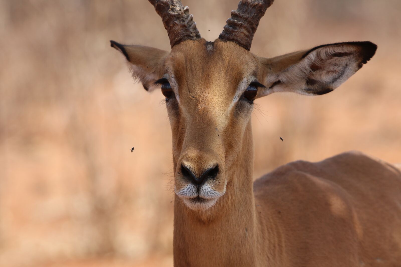 Canon EOS 80D sample photo. Antelope, brown, africa photography