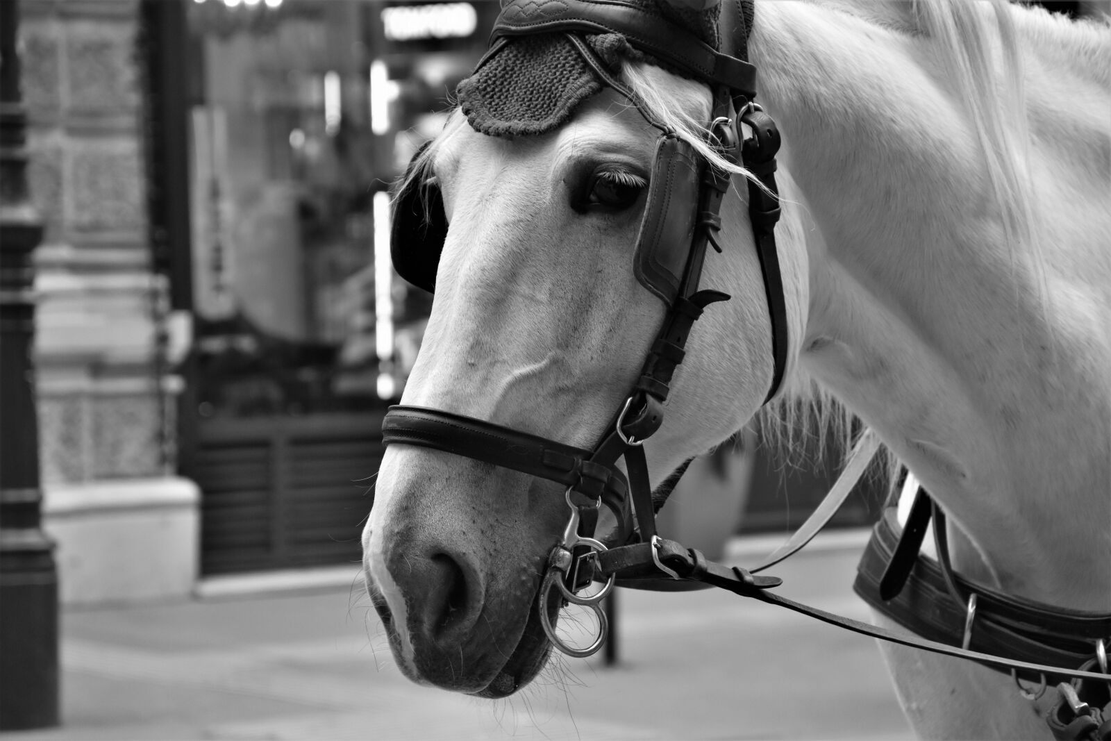 Nikon D3500 sample photo. Horse, the head of photography